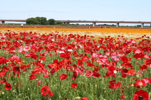 第14回こうのす花まつりの画像