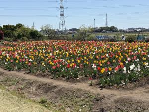 花のオアシス2