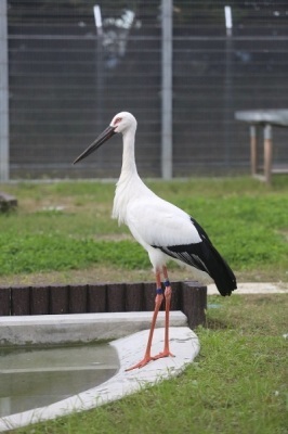 コウノトリってどんな鳥の画像