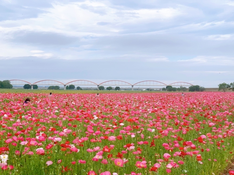 吹上会場の画像1