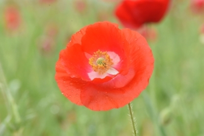赤い花で茎が細く長い