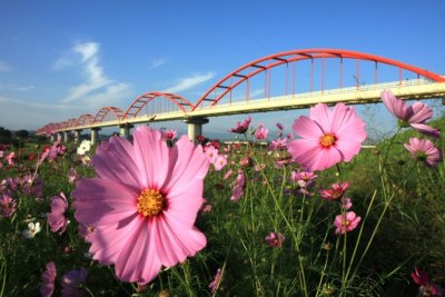 ピンクの花びらで背丈が高く茎が細い花