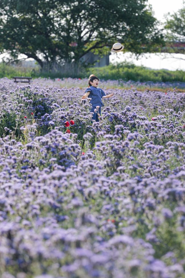 馬室ポピー栽培組合長賞の画像