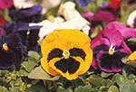 市の花パンジー