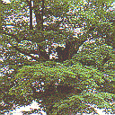 市の木けやき