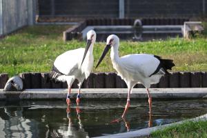 コウノトリ2羽の画像