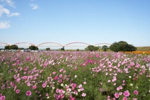 コスモス（ピンク）