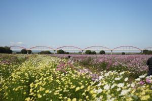 コスモス（黄色）