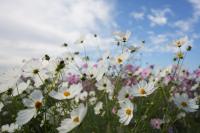 コスモス（３）