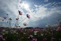 コスモス（５）