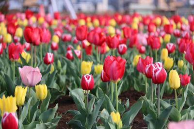 チューリップ
