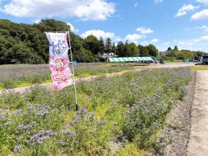 馬室ハゼリソウ摘みとり場所