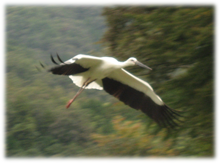 （写真）コウノトリが羽ばたいている様子