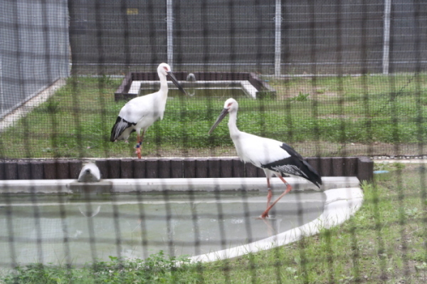 コウノトリ野生復帰センターで、2羽の飼育を開始の画像