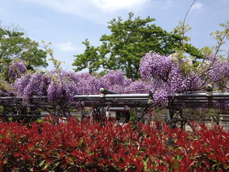 小林庭(ホール・ギャラリー喫茶「紫苑」)の画像5