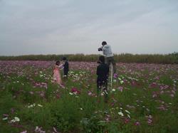 早稲田大学映像製作集団浪人街自主映画（コスモス畑）の画像1