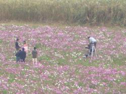 早稲田大学映像製作集団浪人街自主映画（コスモス畑）の画像2