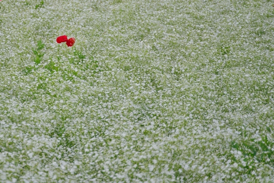 観光大使が投稿した写真の画像3