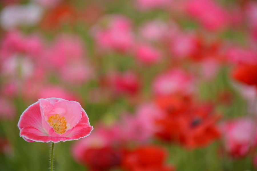 観光大使が投稿した写真の画像4