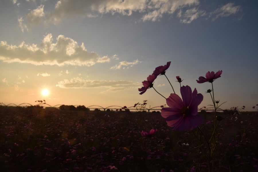 観光大使が投稿した写真の画像5