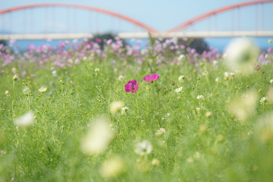 観光大使が投稿した写真の画像10