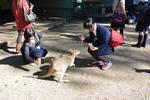(写真)生徒がカンガルーと触れ合っている様子
