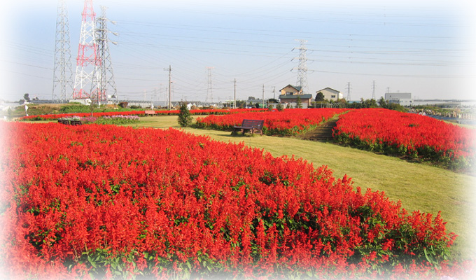 (写真)花のオアシスに咲くサルビアの画像