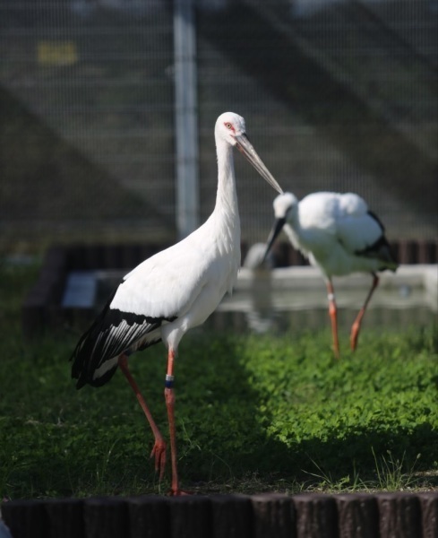 コウノトリ