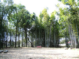 竹林公園画像