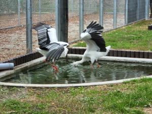 コウノトリの画像