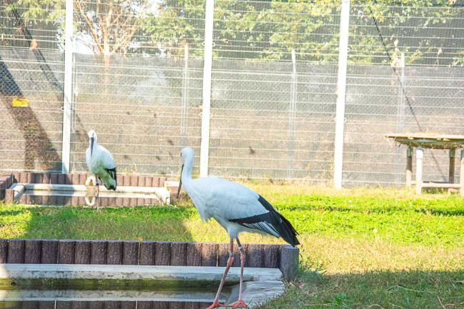 天空の里で飼育されている2羽のコウノトリの写真