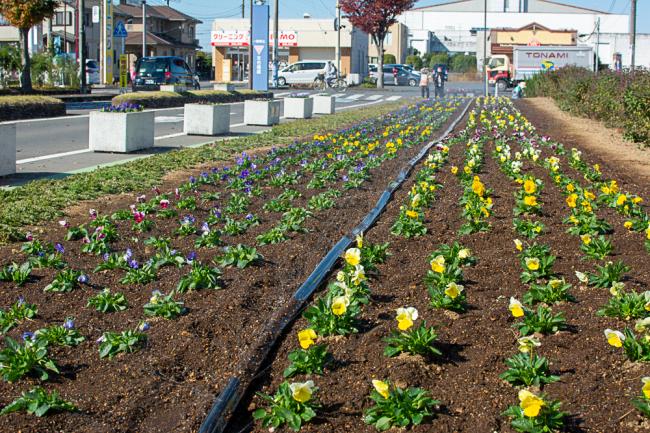 フラワーフレンズによって植え替えられた花壇の写真