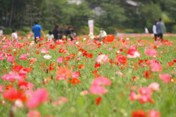 花まつり