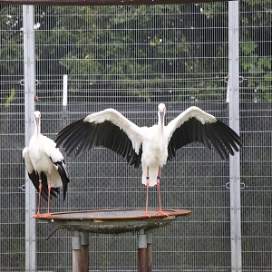 コウノトリの写真