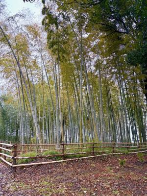 竹林公園
