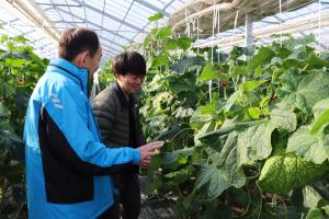 キュウリの栽培について質問する市長