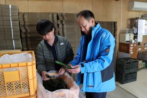 選別されたキュウリを確認する