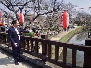 元荒川の桜を見る市長