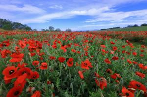 鴻巣市長賞の画像