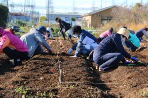 チューリップ植栽
