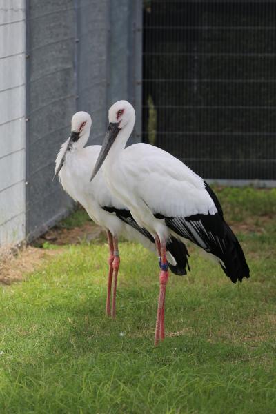 コウノトリ