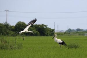 コウノトリ1