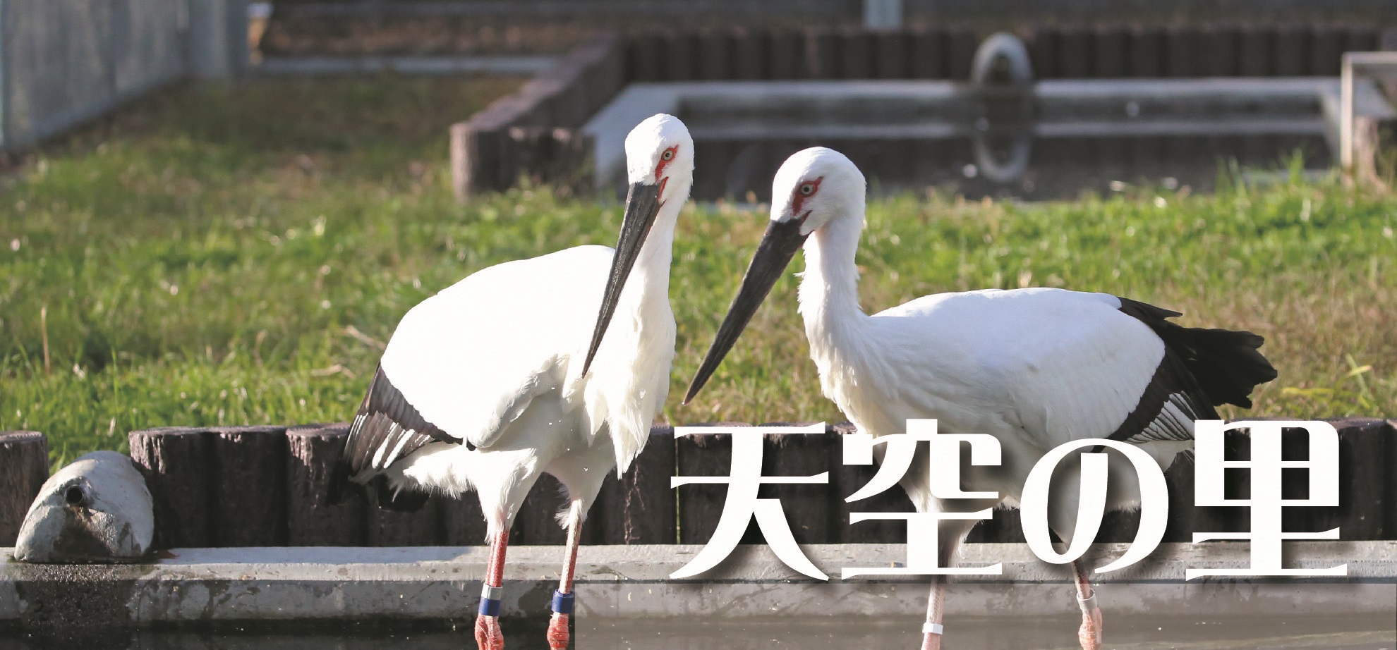 コウノトリ野生復帰センターのタイトル画像