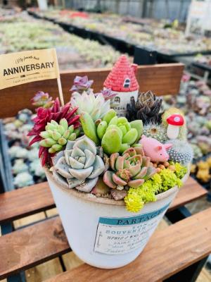 寄せ植えのイメージの写真１