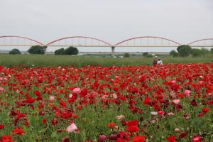 日本一長い管水橋を背景に満開の花で咲き乱れるポピー畑