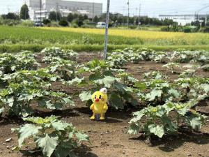 ひまわり5