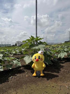 ひまわり7