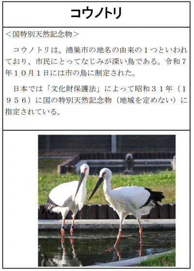 コウノトリ