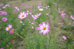 コスモス4