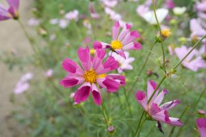 コスモス5